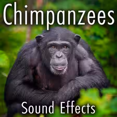 Sound Ideas Chimpanzees Sound Effects [FLAC]